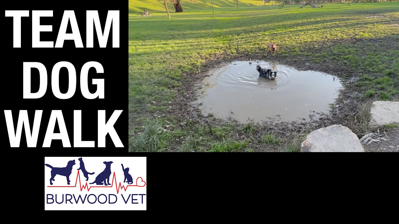Burwood Vet nursing team go for a dog walk at Lilydale Lake