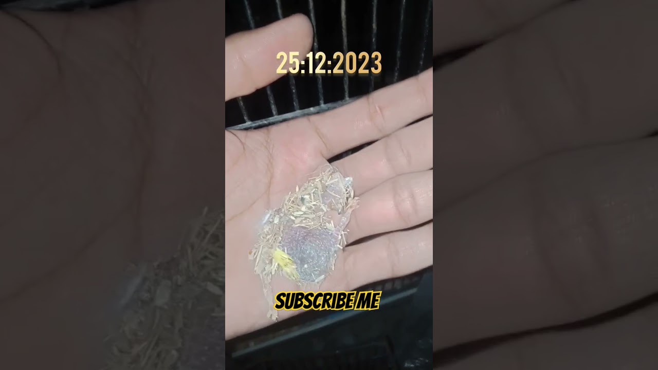 Lovebirds chicks expire || Hy Birds || #birds #peigons #pigeon #expired