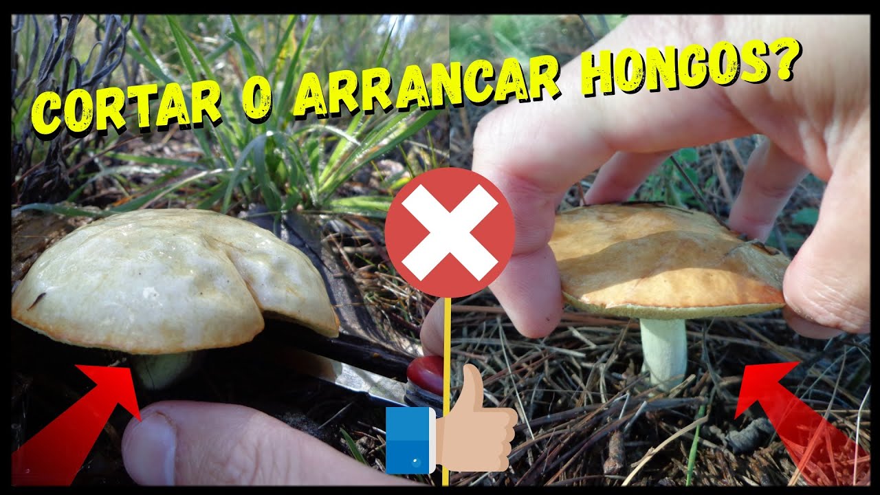 Cual es la manera correcta de cosechar HONGOS? 🍄 | Arrancar o cortar Hongos?