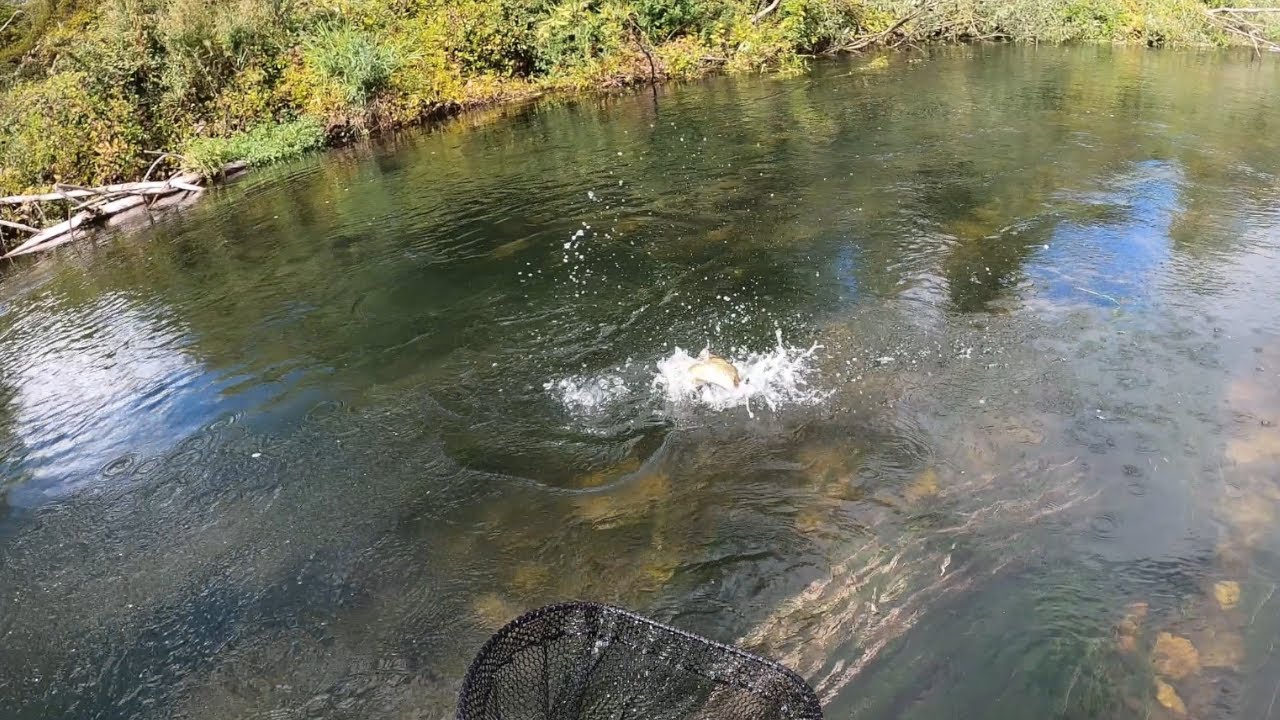 Coto de Pesquera   Cuando se ponen