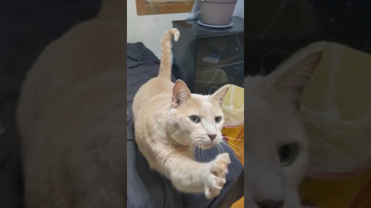 He's Always Pawing!