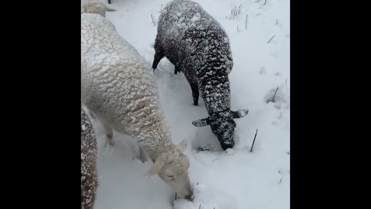 Do sheep need hay in the winter? Grazing in the snow!