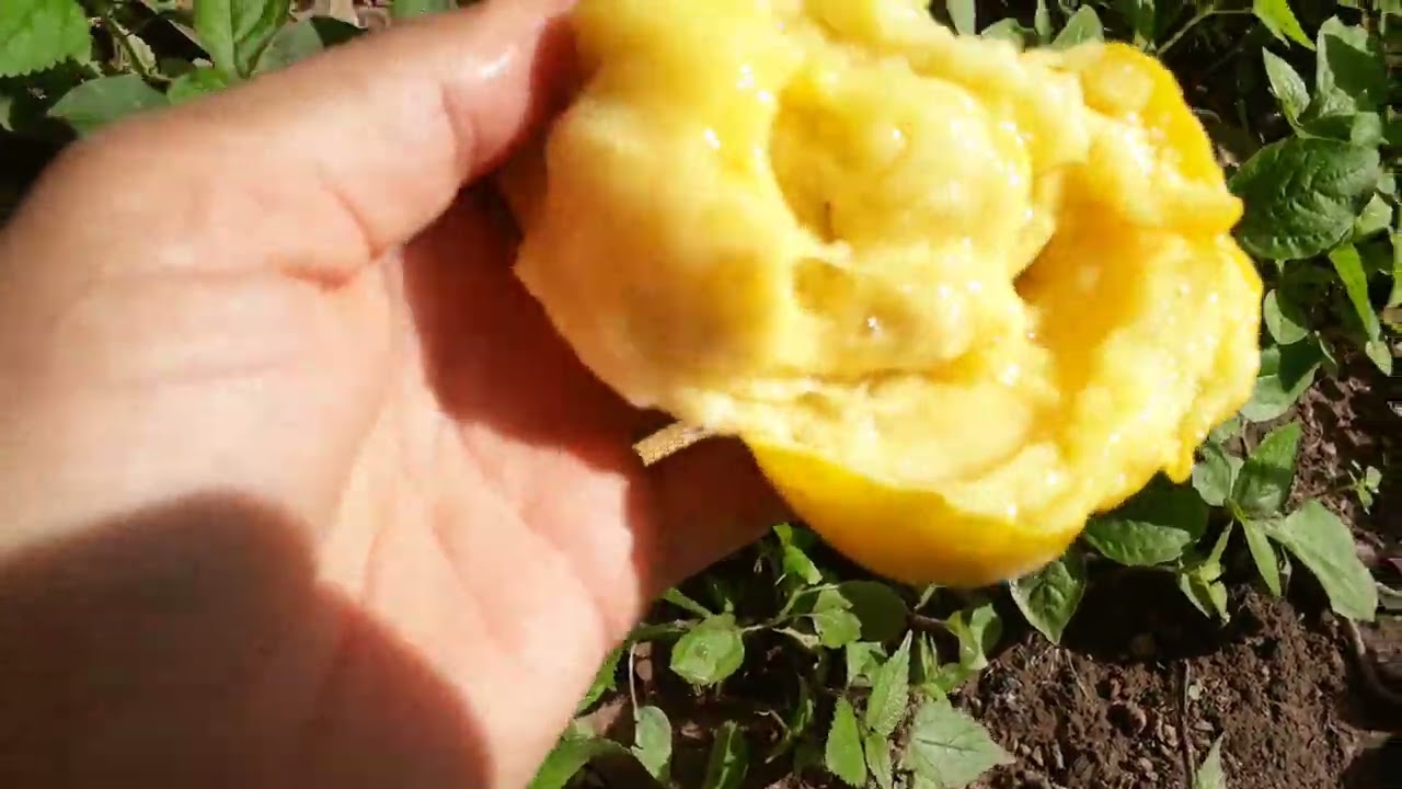 Pé e fruto do Araçá-boi