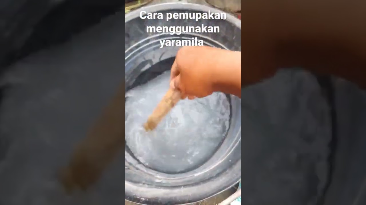 cara pemupukan menggunakan yaramila irit hasil bagus