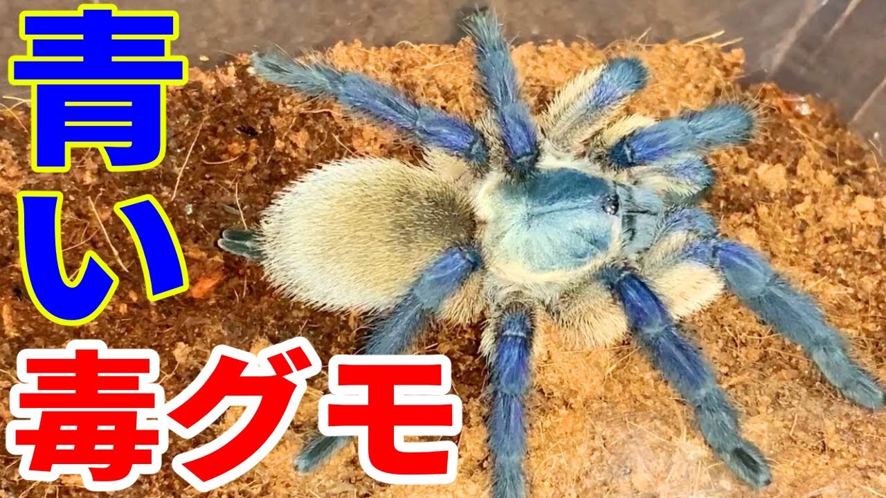 見知らぬ方からとんでもない生き物が贈られてきました