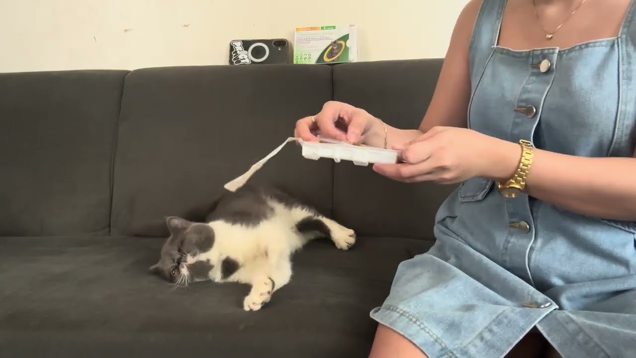 Cat Spot On Application Nexgard Combo