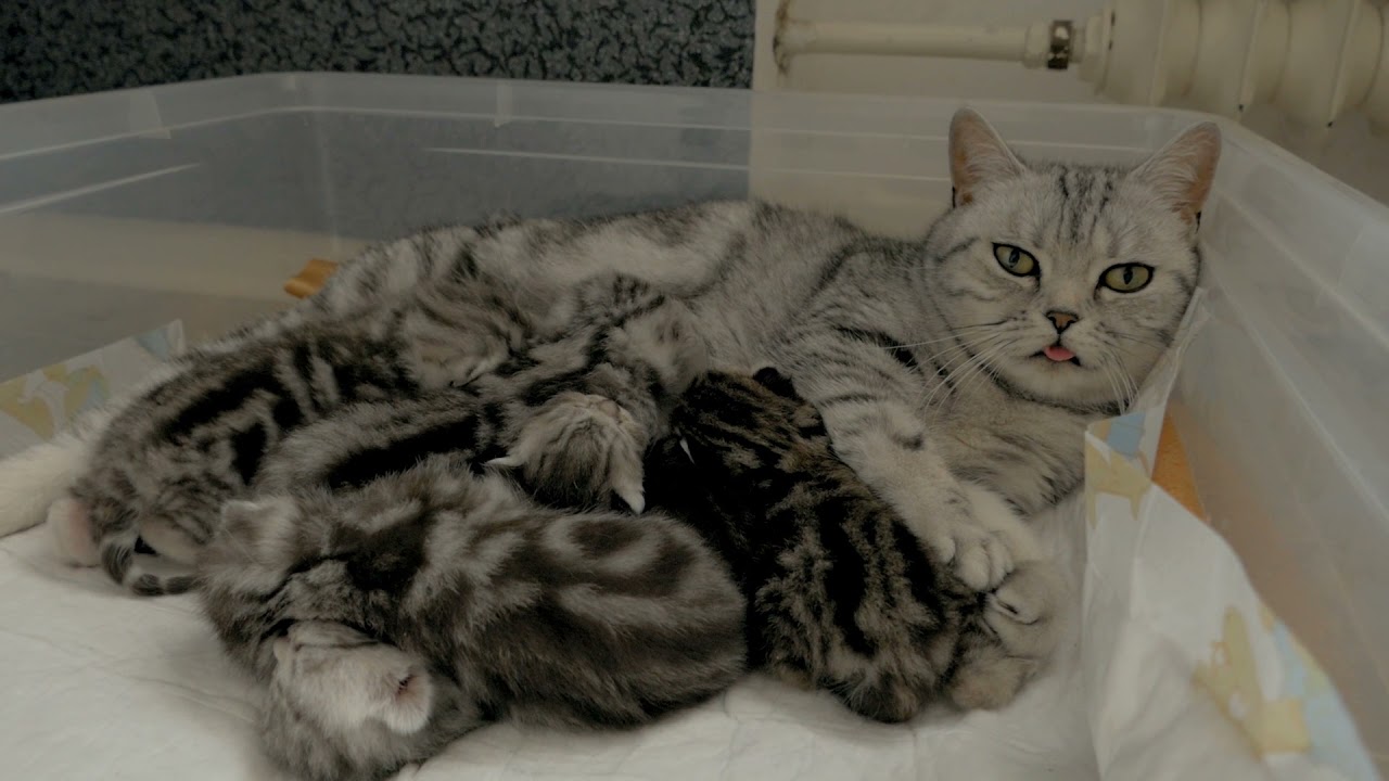 Britisch Kurzhaar kitten - Eine Woche alt