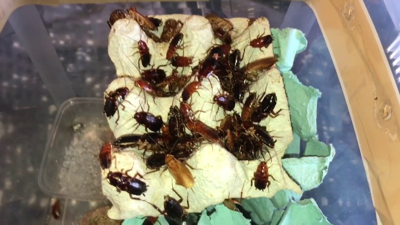 Unboxing My Turkestan CockRoaches ( Red Runners )