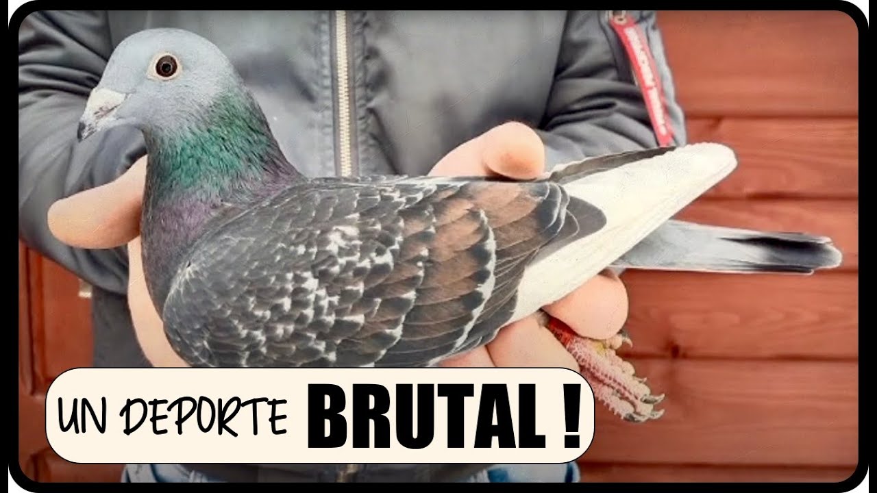 Palomas mensajeras & COLOMBOFILIA‼️ Un DEPORTE BRUTAL‼️‼️