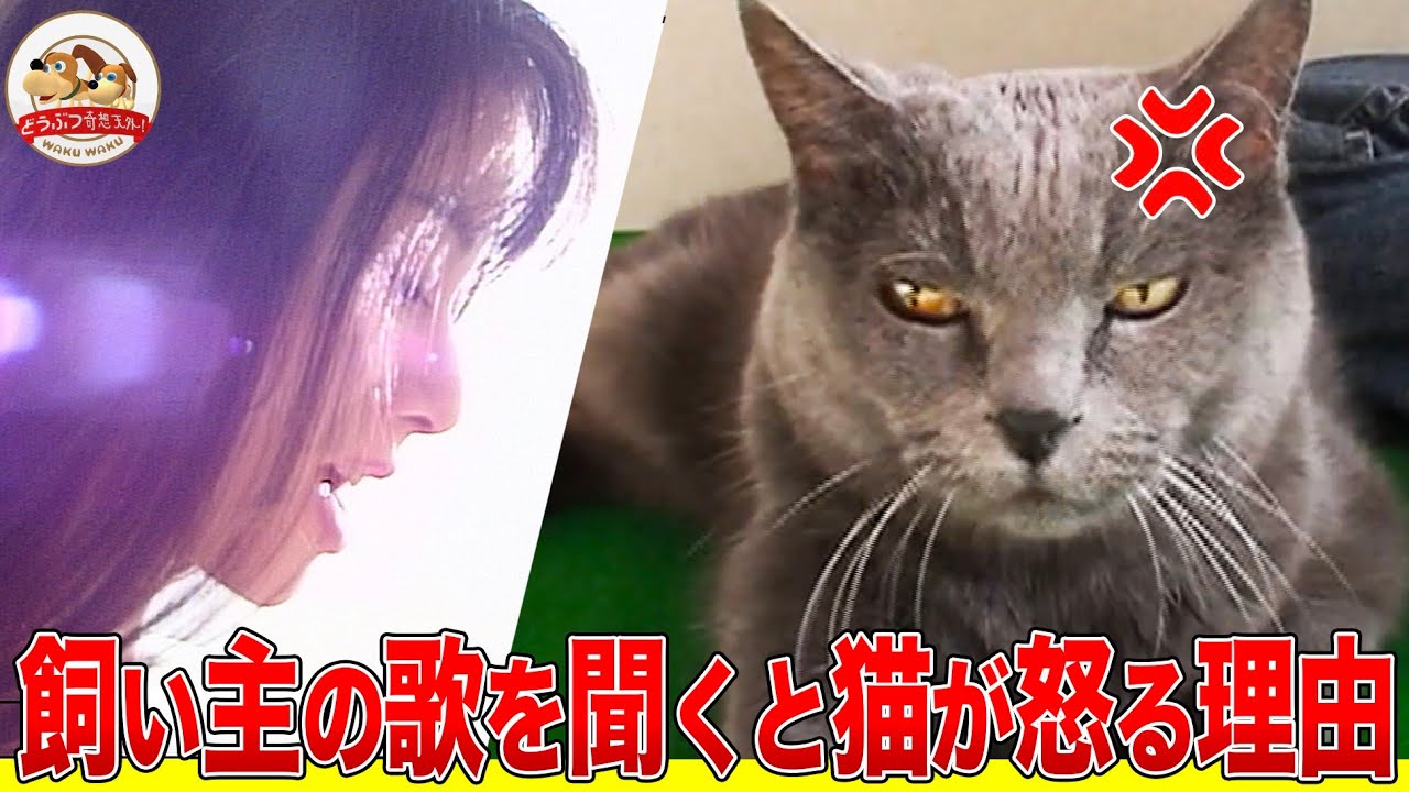 ネコのビーちゃんは飼い主の歌が大嫌い!?脳波を調べて原因を究明してみた【どうぶつ奇想天外／WAKUWAKU】