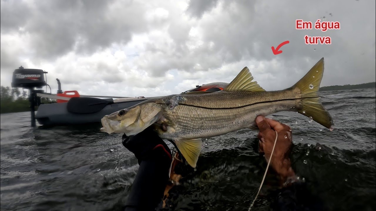 Pesca submarina, Robalo e Paru
