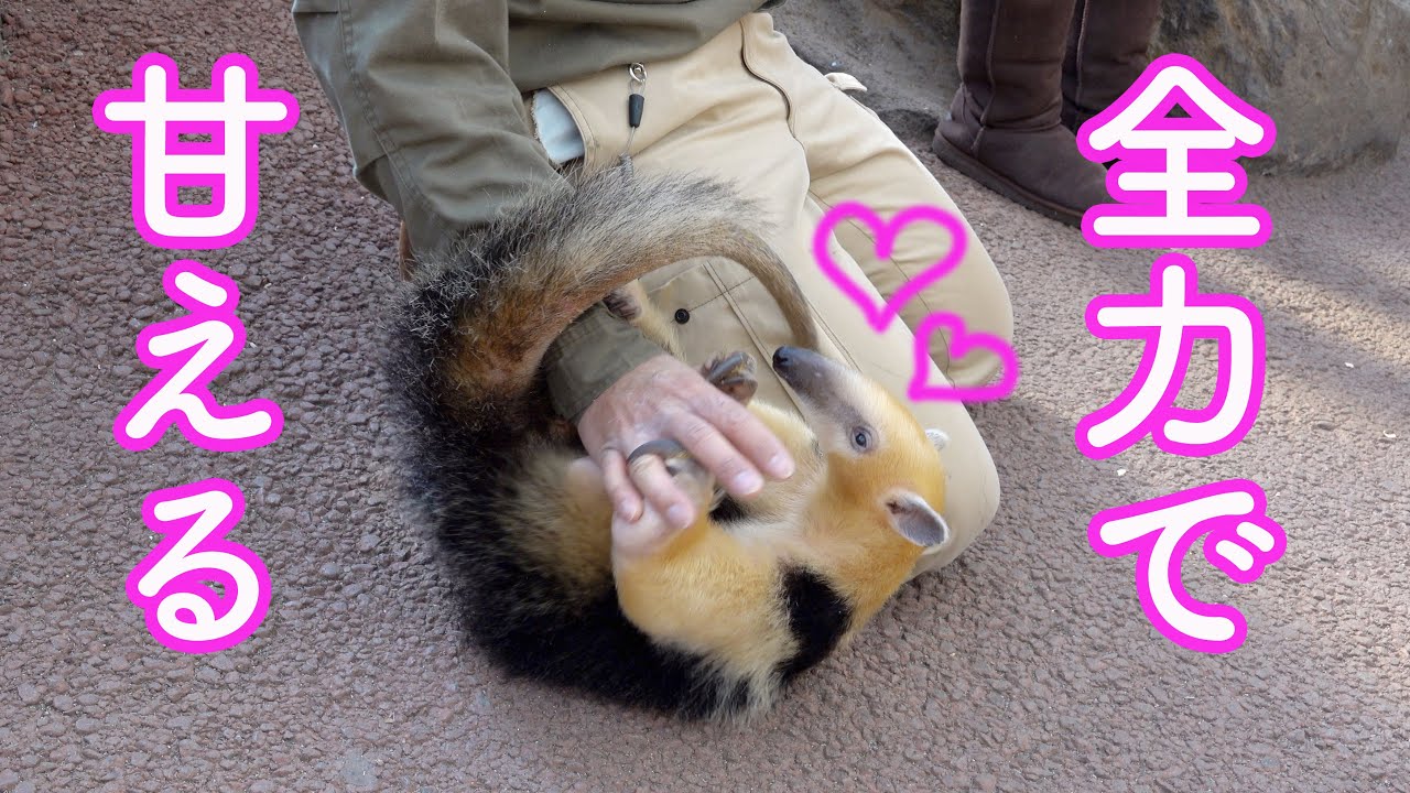 ミナミコアリクイの「コン」くん、弟くんがいない間に飼育員さんに甘える💕 伊豆シャボテン動物公園・ミナミコアリクイの兄弟!　Southern tamandua Brothers💕