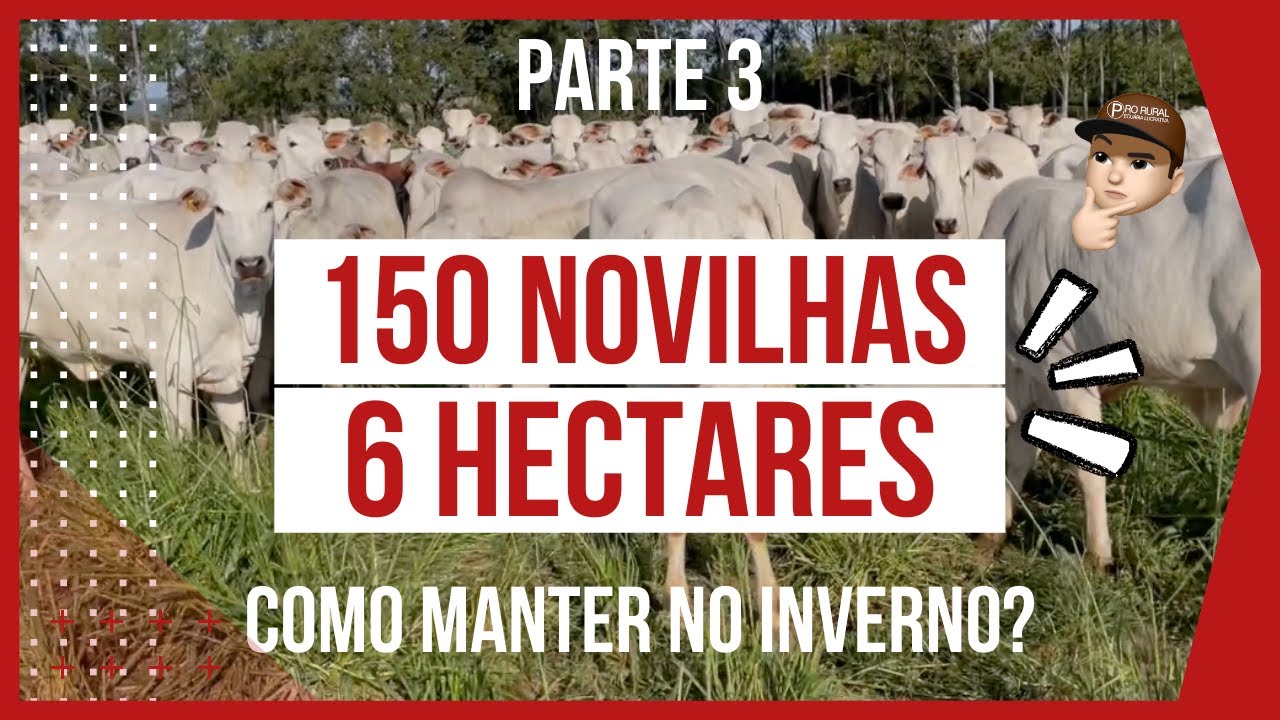 150 NOVILHAS de RECRIA em 6 HECTARES - PASTEJO ROTACIONADO ADUBADO e IRRIGADO para BOVINOS DE CORTE