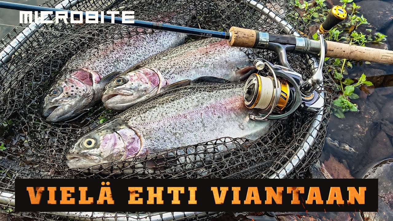 Vielä ehti Viannankoskelle / Kirjolohta marraskuussa