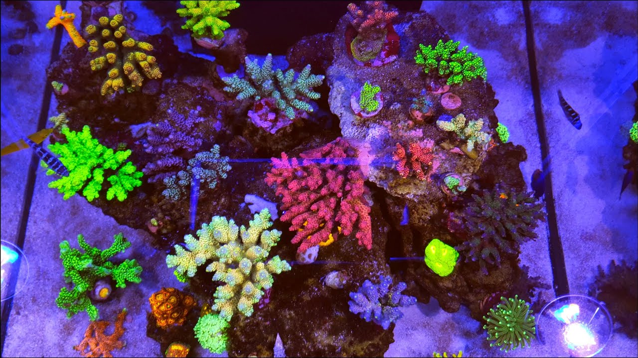Aquarium - Red Sea Reefer 200xl
