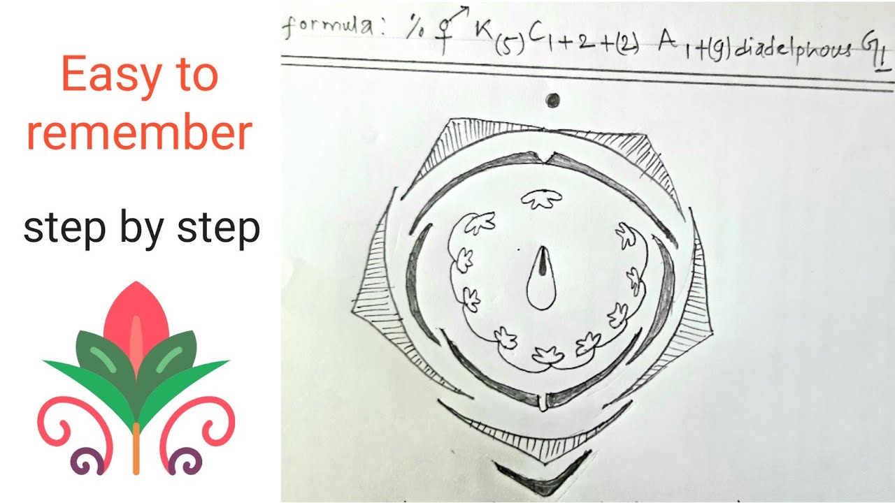 How to draw floral diagram of Fabaceae || Papilionaceae || Pisum sativum || Most easy way