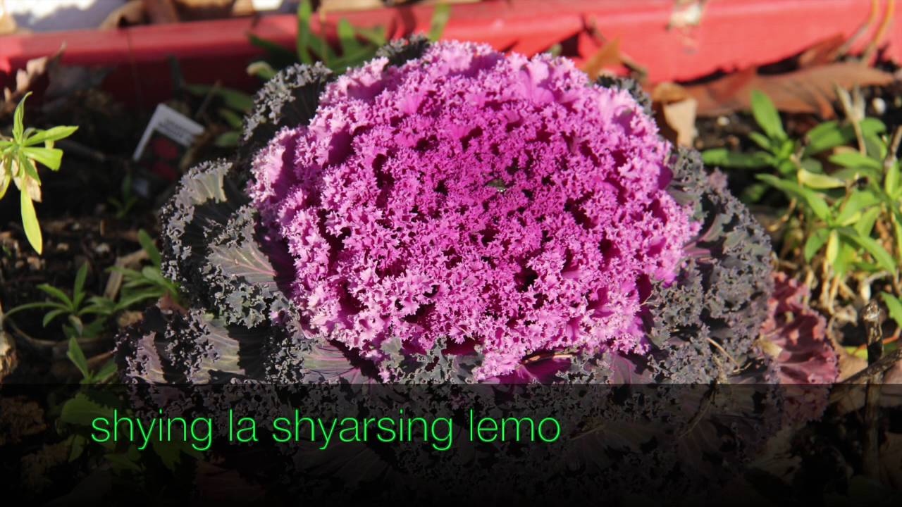 Jomu la pukta lemo, Sherpa song with lyrics + For Shyabdro dance.