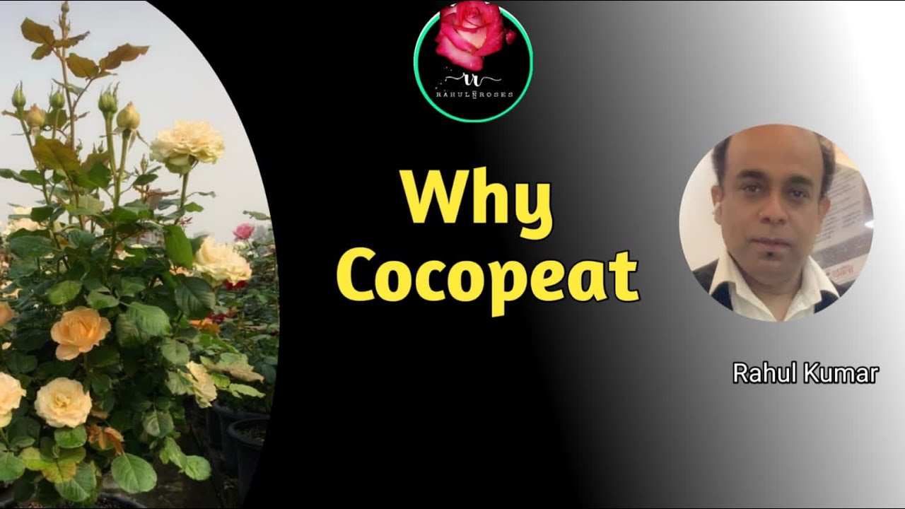 कोकोपीट मीडिया बेस्ट क्यों है गुलाब के लिए / Why Cocopeat Is Best Media For Maximum Rose Flowering