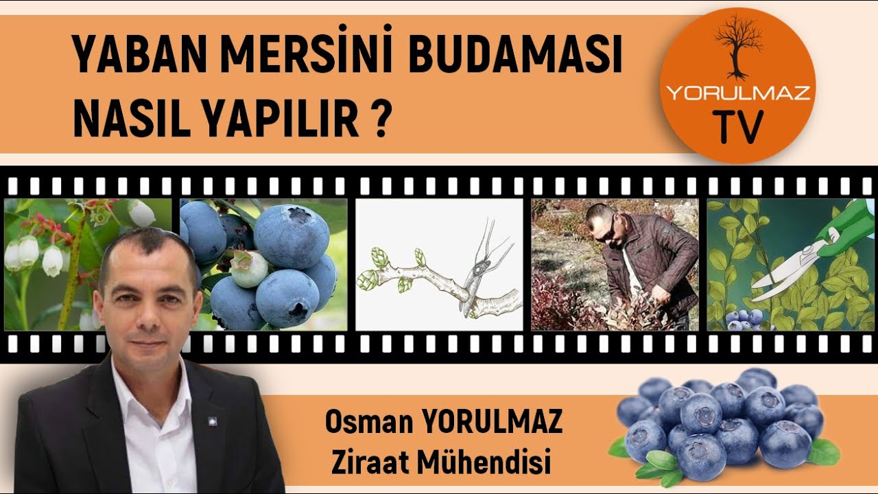 Yaban Mersini Budaması Nasıl Yapılır?
