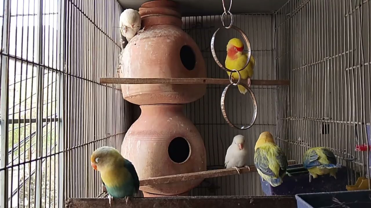 Lucky Lovebirds daily amazing moments forever 🥳🦜🐦🕊️