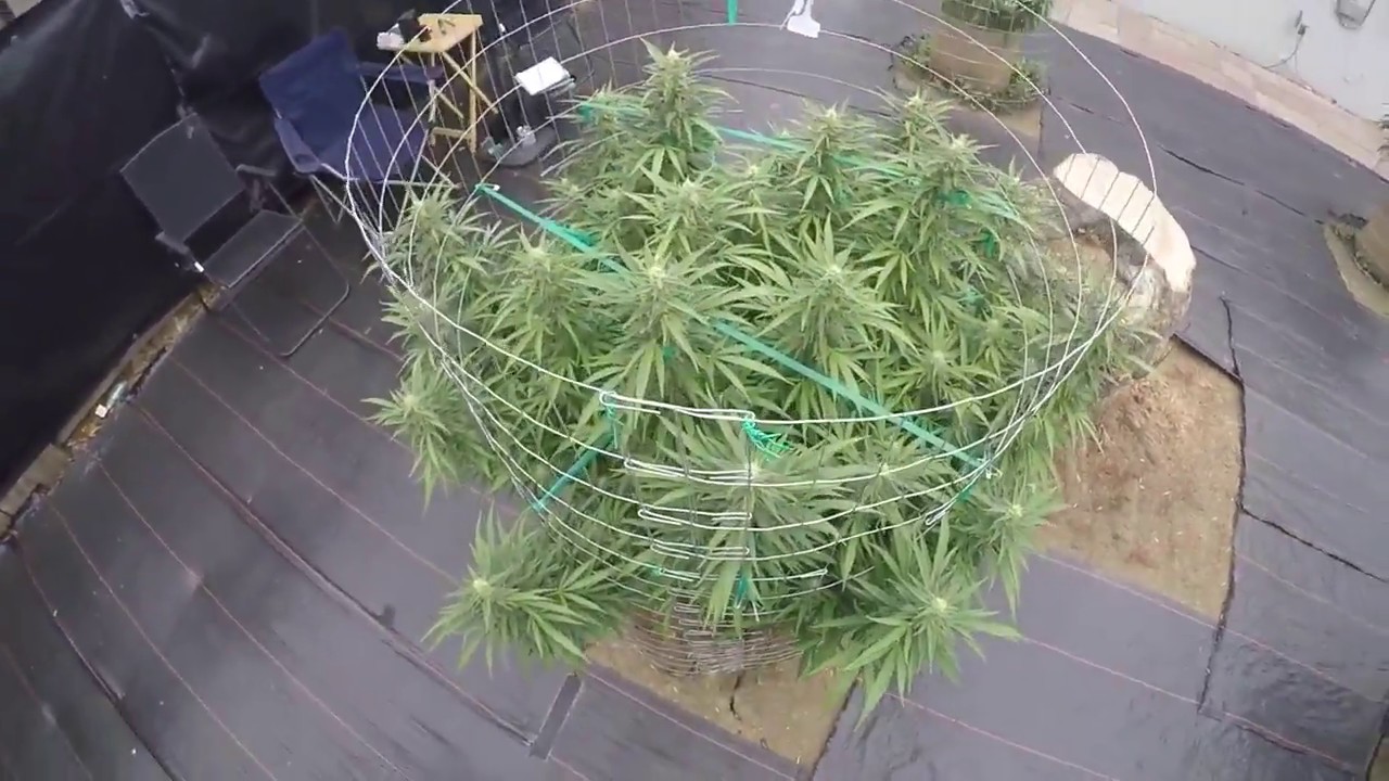 Outdoor medical marijuana grow 2018