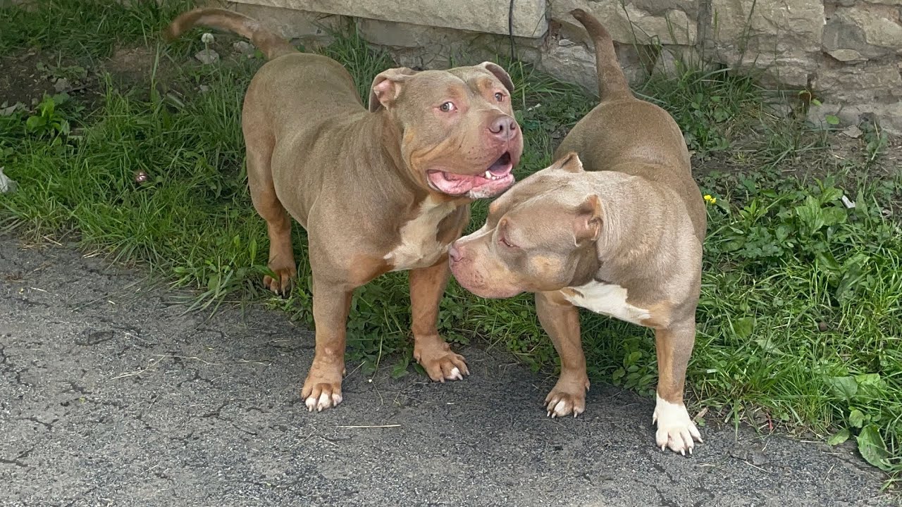 Selling American Bully’s with NO papers!! 🤷🏾‍♂️