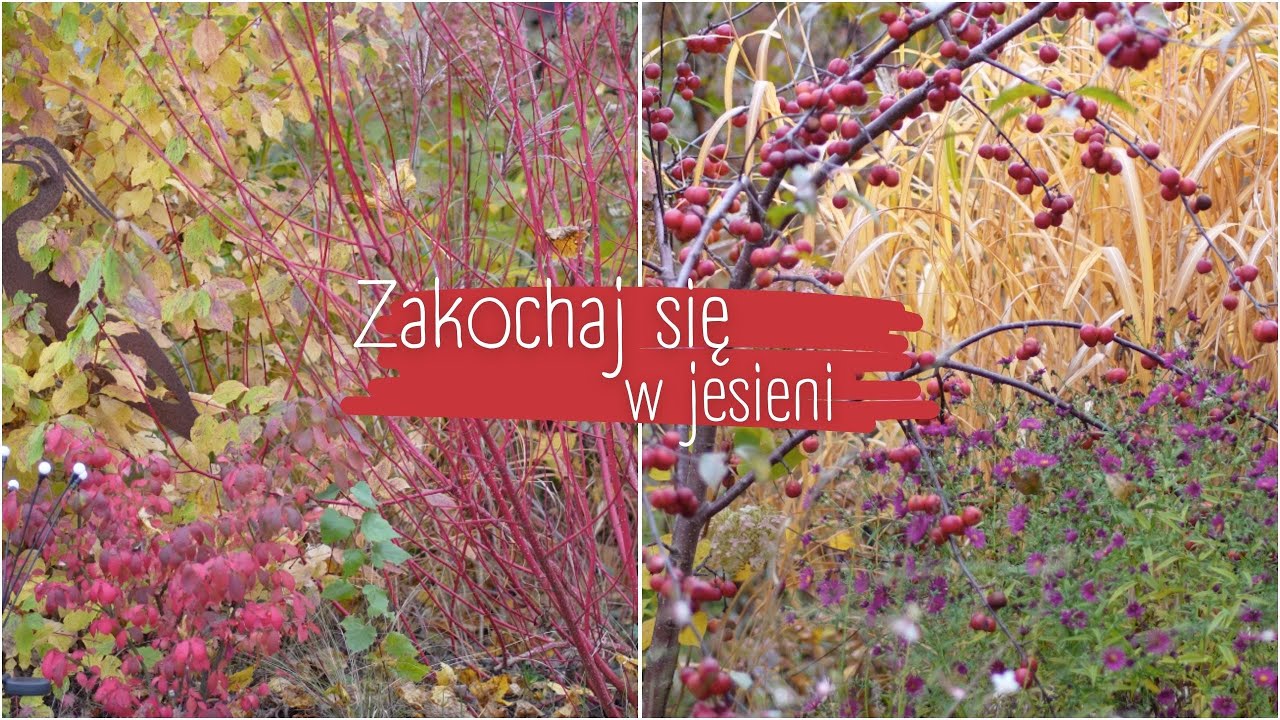 Najpiękniej przebarwiające się rośliny w moim jesiennym ogrodzie 🍁