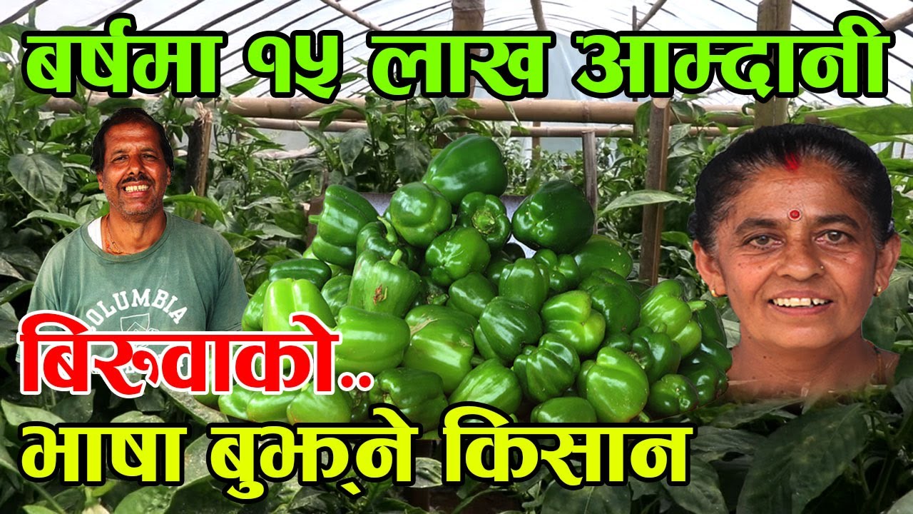 बिरुवाको भाषा बुझ्ने किसान भन्छन् नेपालमै बसेर बर्षमा १५ देखि १८ लाख सम्म कमाइएको छ ||kiranpaudel