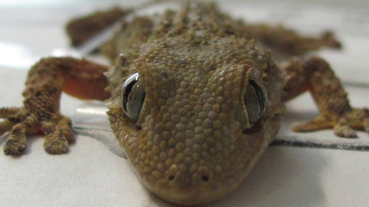 Il geco comune (Tarentola mauritanica). Gli adattamenti alle variazioni cromatiche