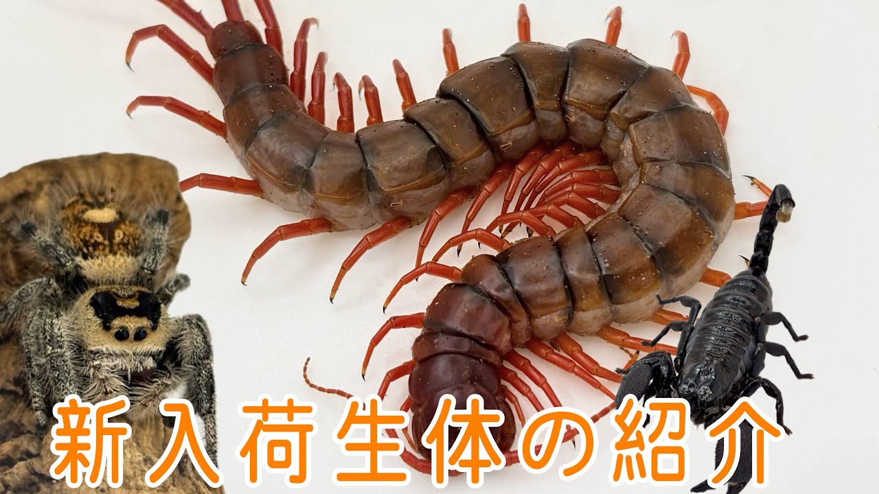 【新入荷】1月20日新入荷生体のご紹介