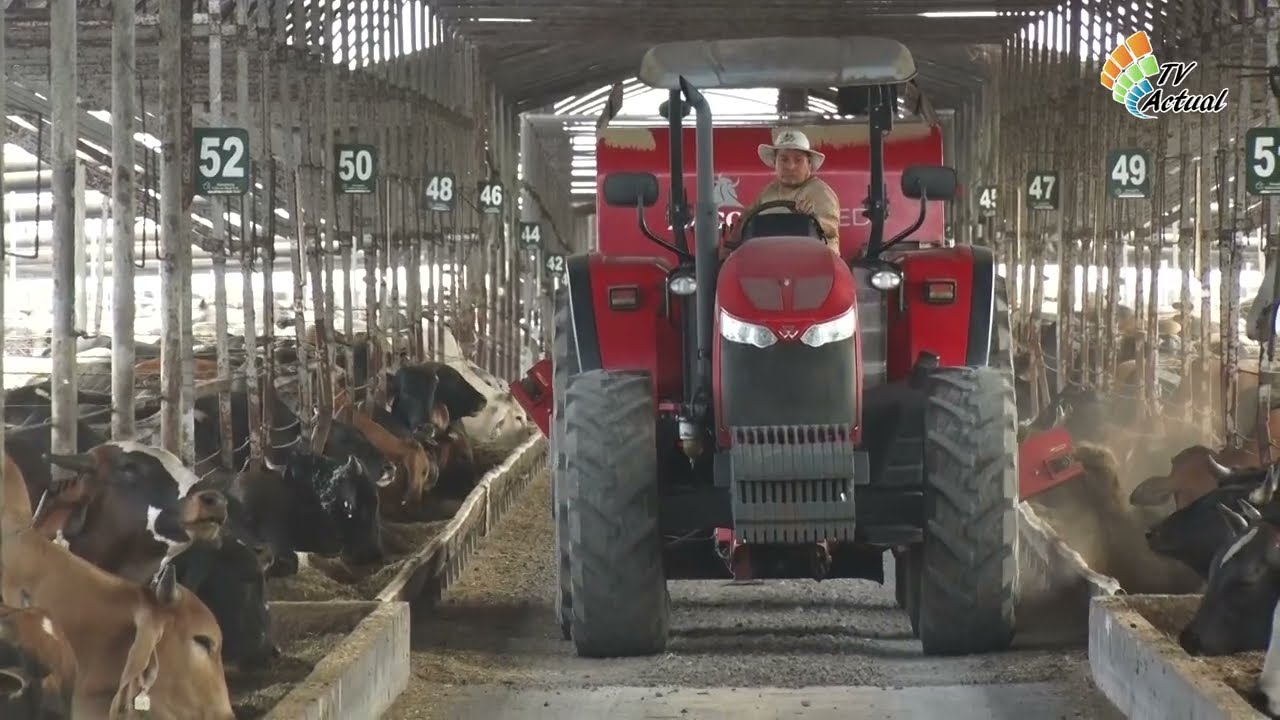 Ganader&iacute;a Colono Real SA Feedlot