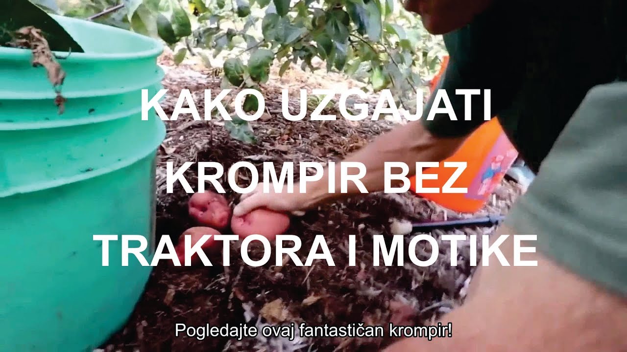 KAKO UZGAJATI KROMPIR BEZ TRAKTORA I MOTIKE - Povratak u edenski vrt