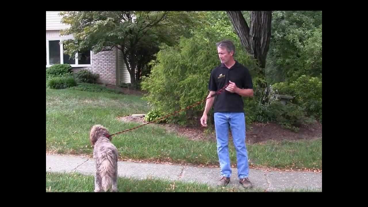 Alpha Dog Obedience Training - Basic Steps to Train Your Dog