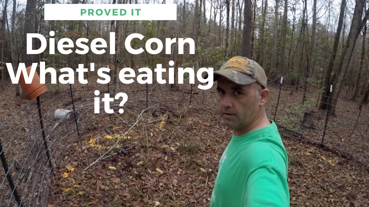 Wild Hog Trapping / Myth Busted / Deer Won't Eat Diesel Corn