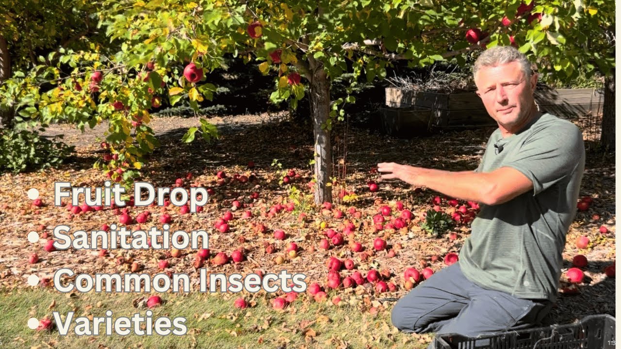 Back Yard Orchard | What To Expect When Growing Apple Trees