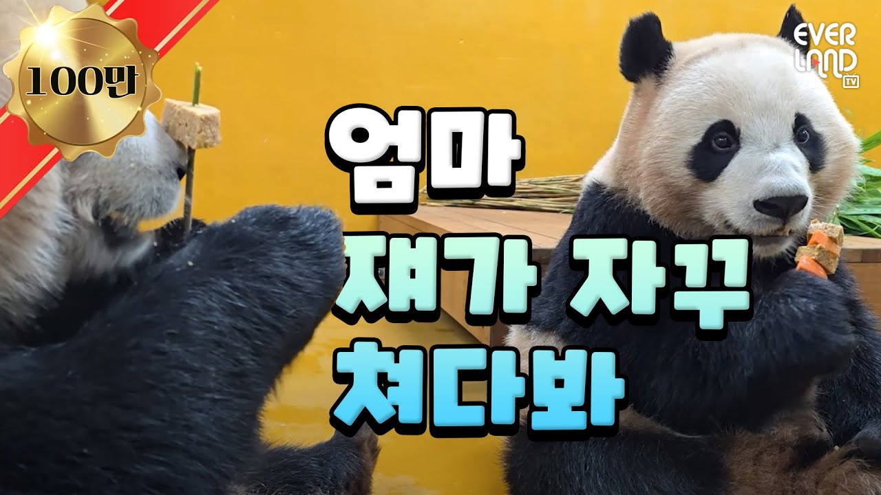 루이에나의 따가운 시선이 향한 곳은?👀｜#판다와쏭 #230