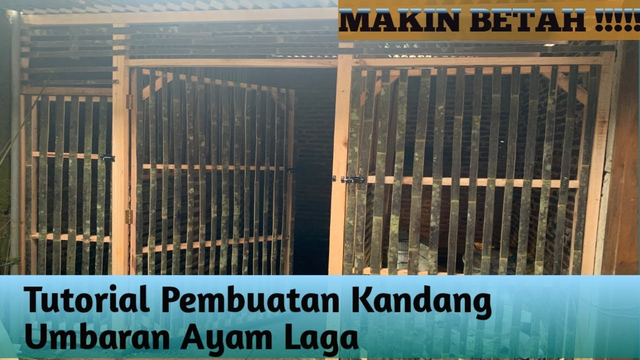 MAKIN BETAH !!!! Tutorial Pembuatan Kandang Umbaran Ayam Laga