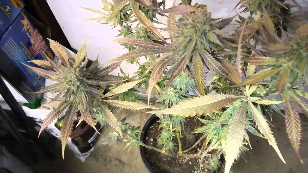 Tga seeds 9 lb hammer