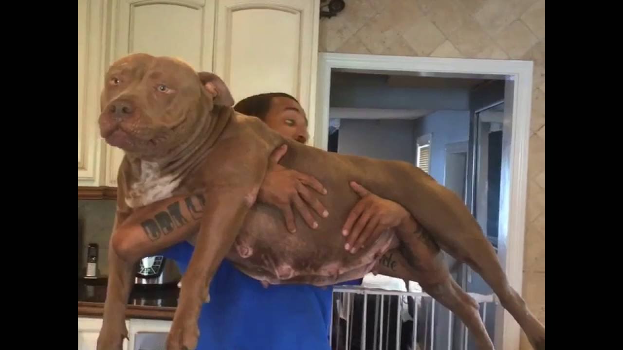 160lbs man picks up Giant Pit bull THE HULK & his whole family 😳