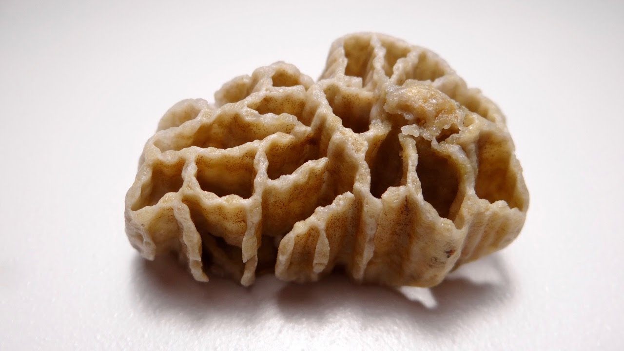 Using Acid to Treat a Chain Coral Fossil