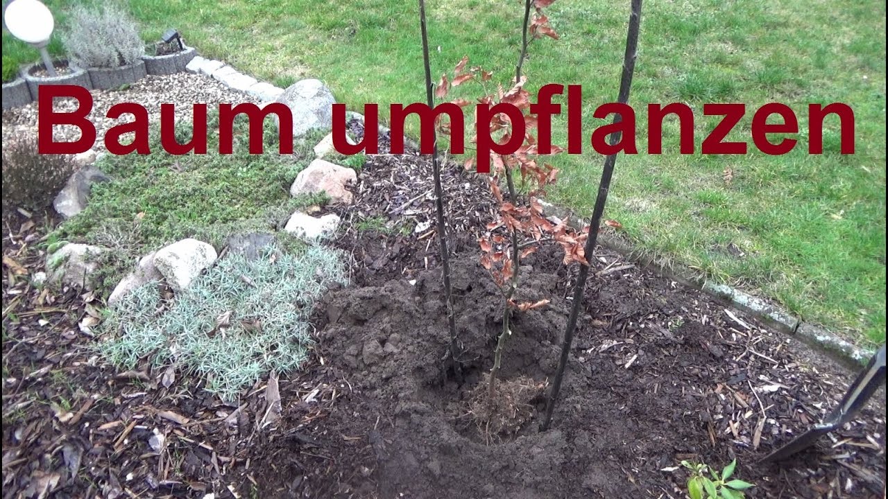 Wann und wie Baum umpflanzen Jahreszeit B&auml;ume pflanzen umpflanzen