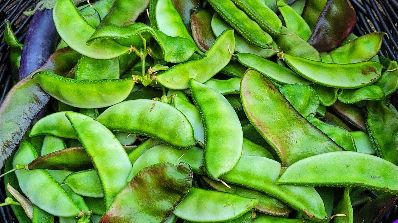 Harvesting Hyacinth Beans/Naga/Chilli & Other Vegetables || September Garden Harvest