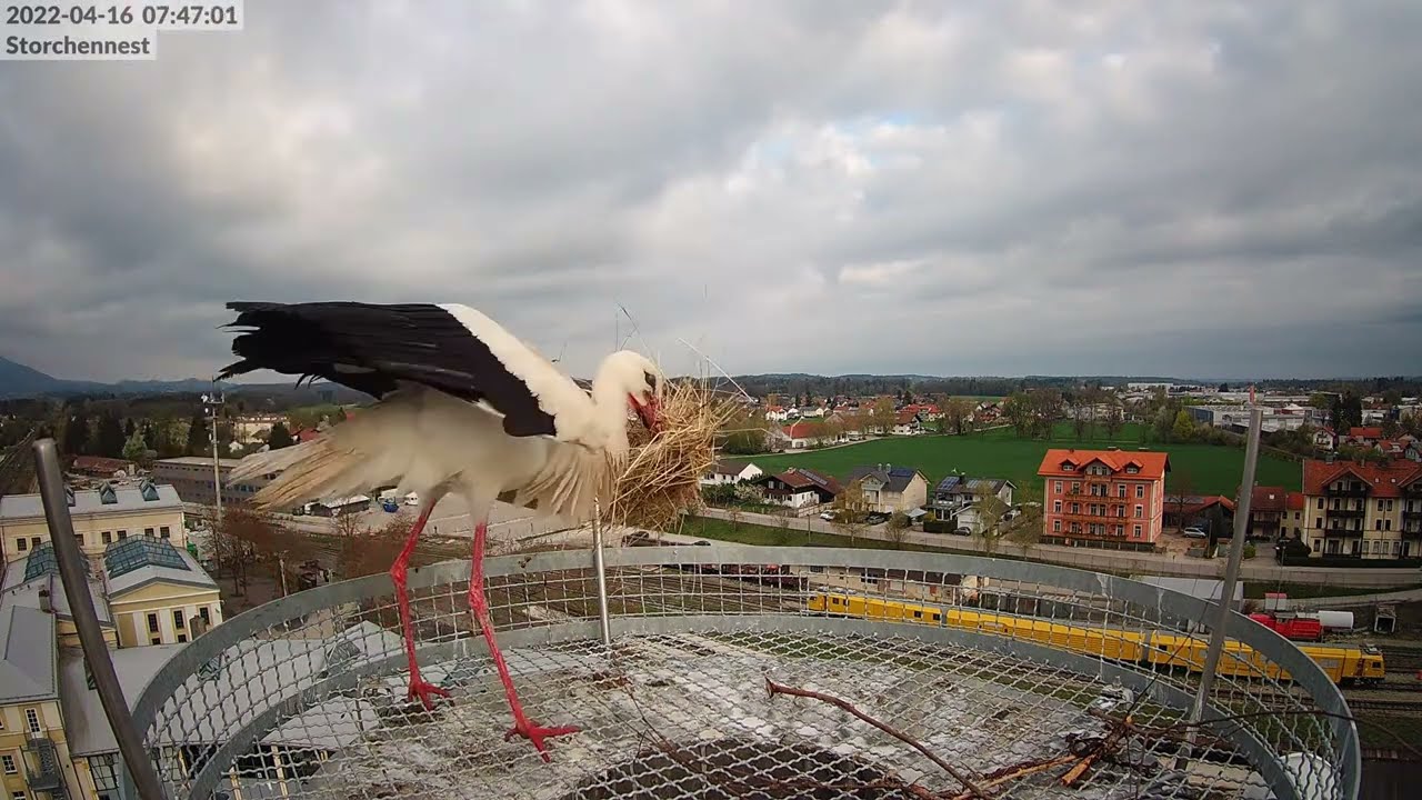 Nestbau vom 16.04.2022 - Storchennest Freilassing