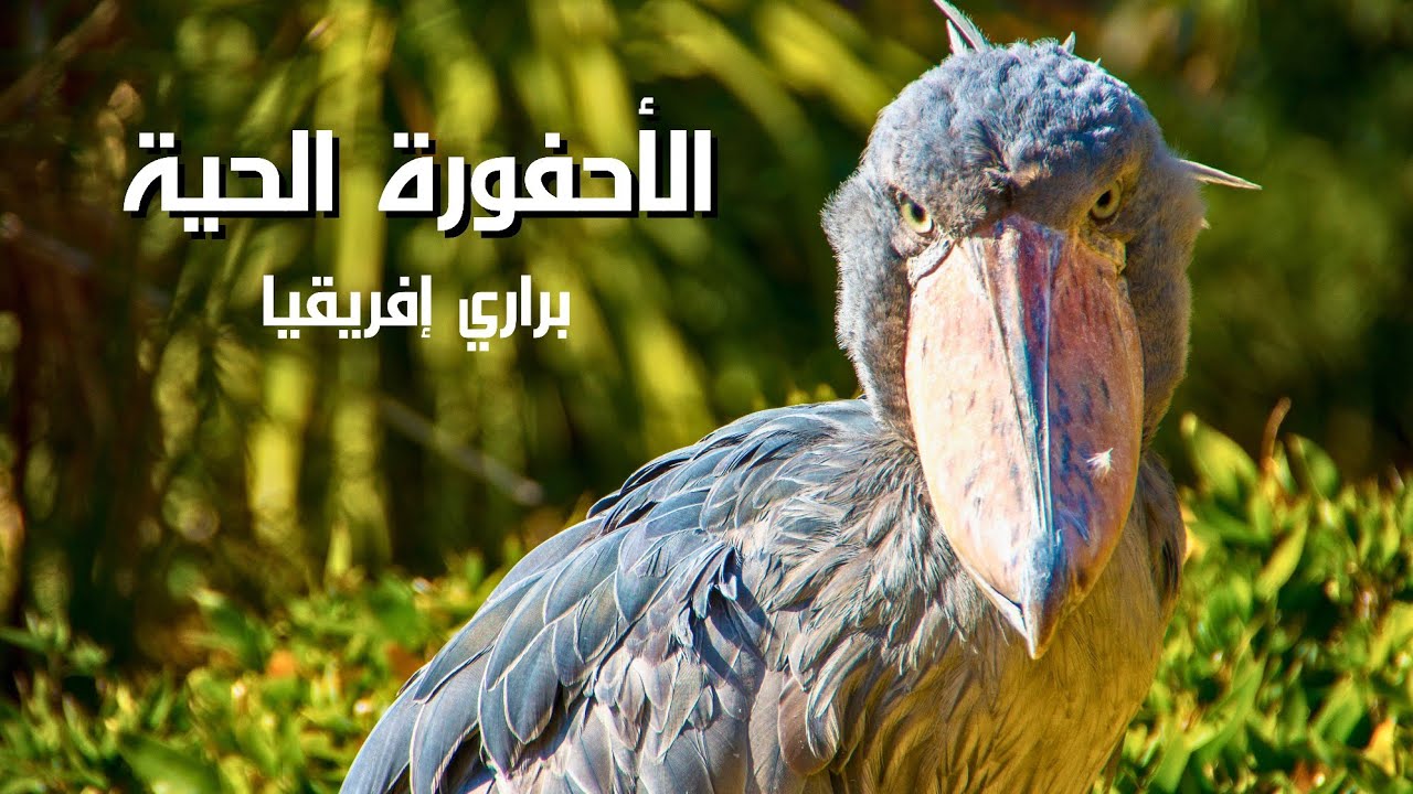 وثائقي طائر أبو مركوب ، صوته كالمدفع الرشاش 