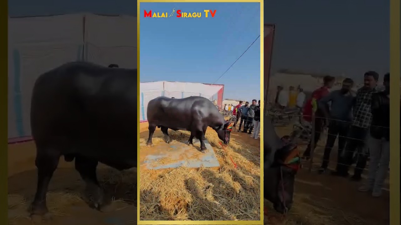 இதோட மதிப்பு இத்தன கோடியா.....!!!! || 23 Crore Worth Buffalo Anmol