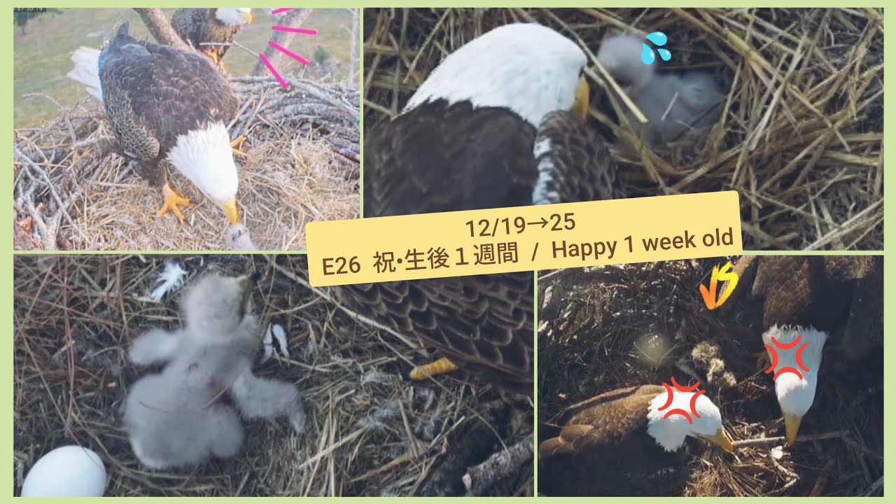 【12/19→25】 E26  祝•生後１週間  /  Happy 1 week old【Southwest Florida Eagle Cam  No.8】