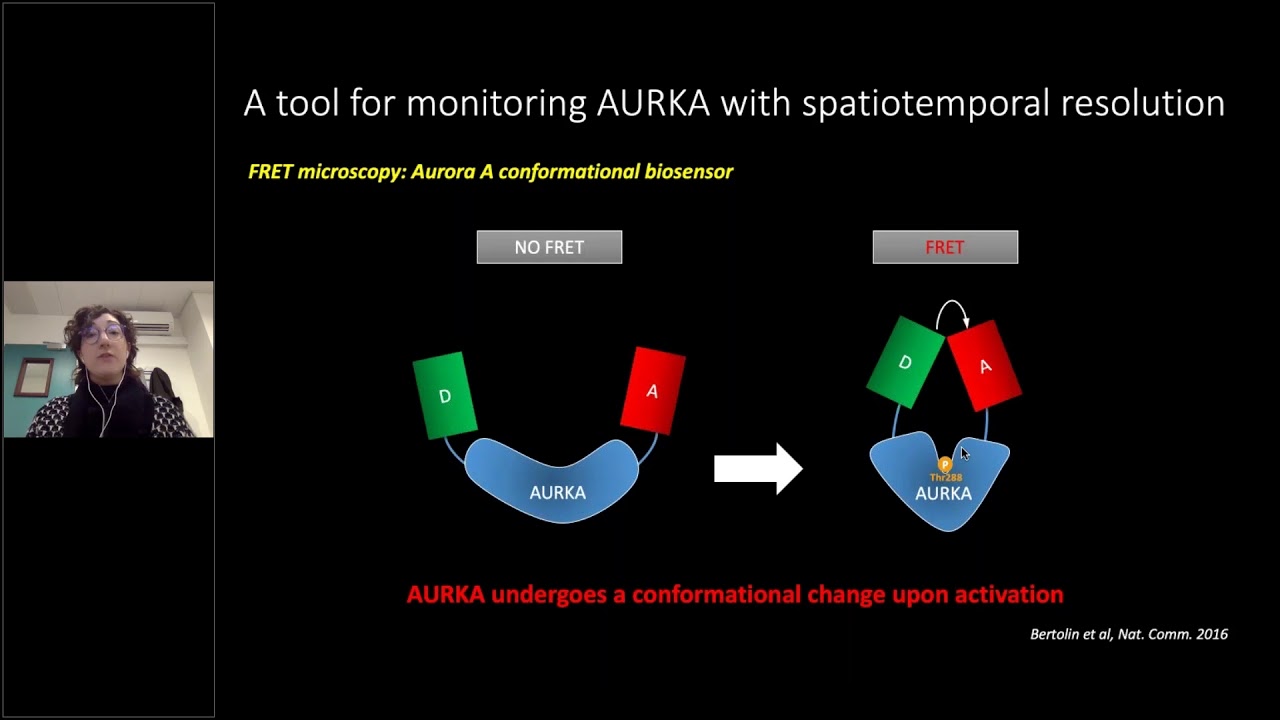 Giulia Bertolin - The role of Aurora kinase A in cancer cells