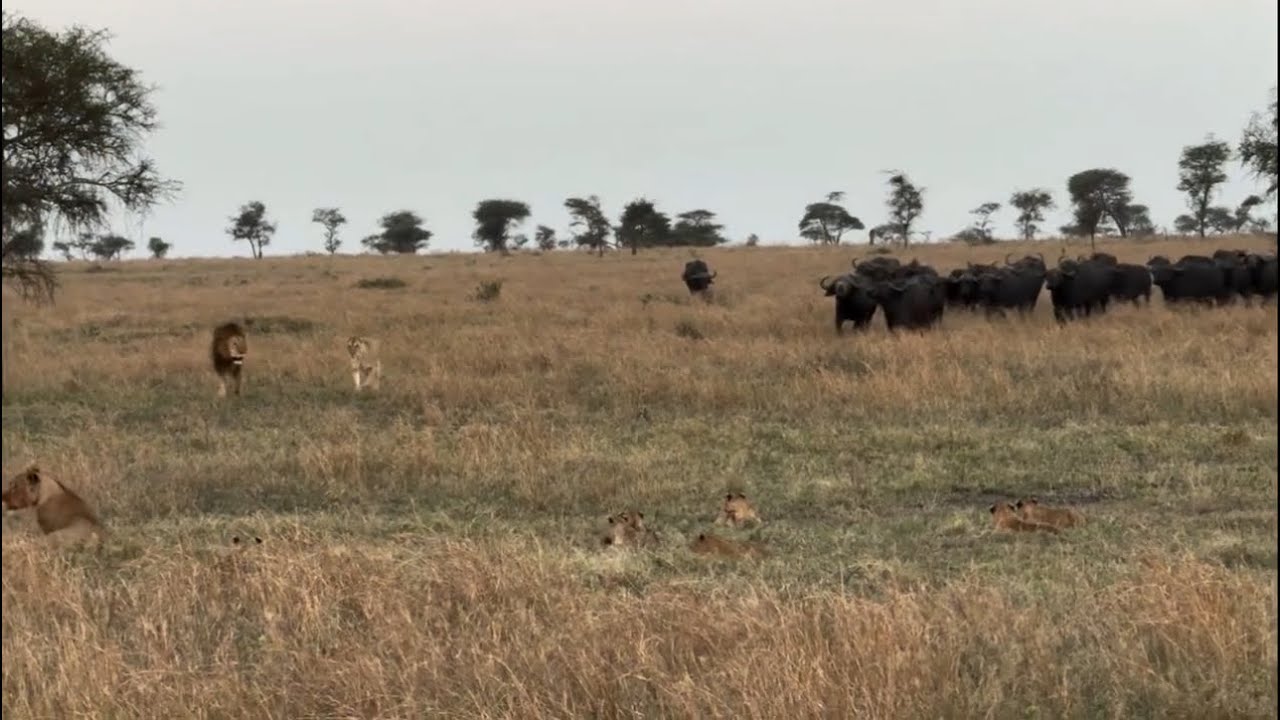 lion pride with lion cubs scare run away from buffalo herd attack video 