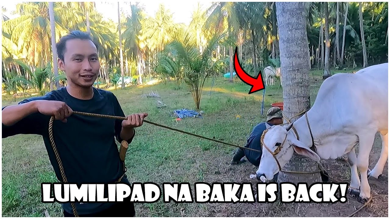 5 Oras Namin Hinabol ang Pasaway na Baka
