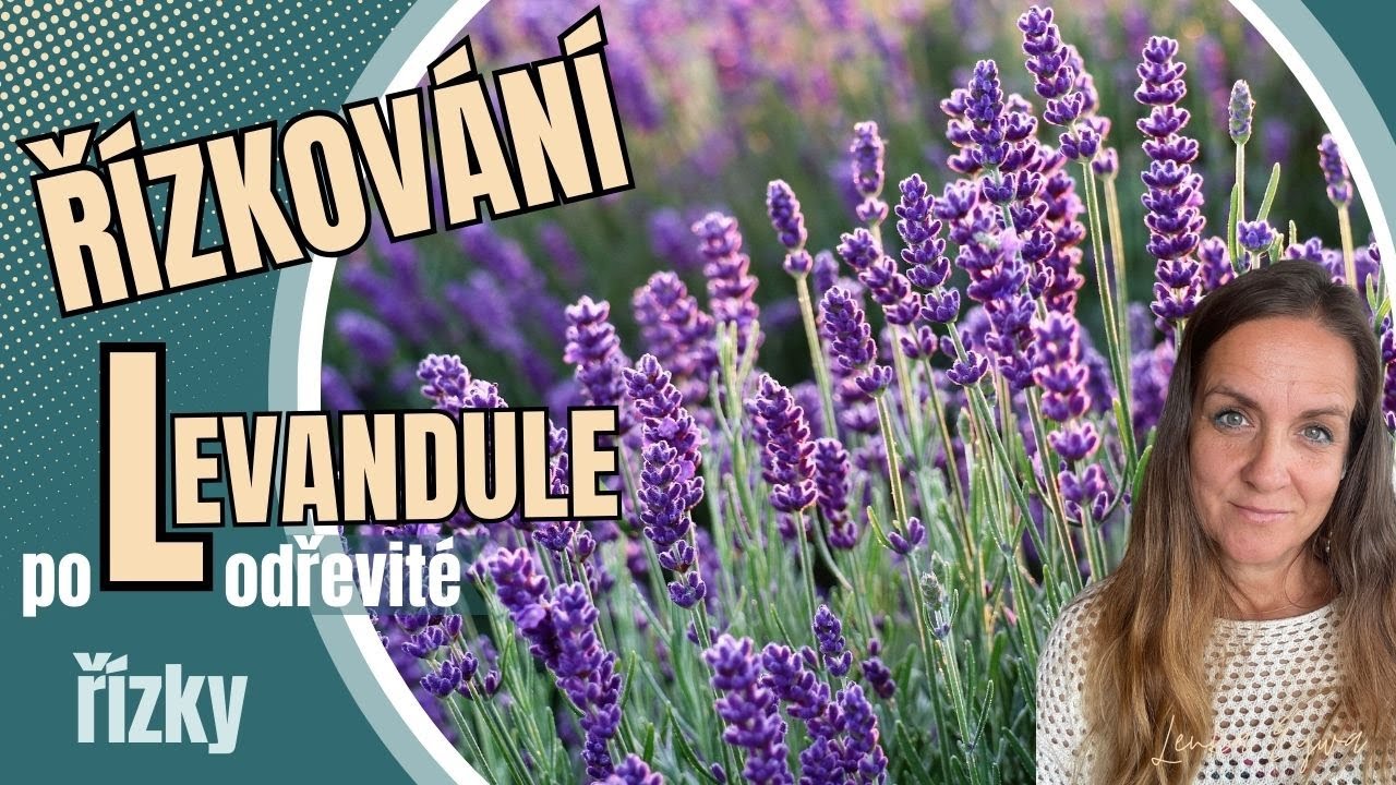 Řízkování levandule z polodřevitých řízků